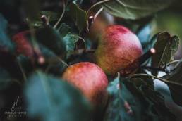 Jordan-Lewis-Media-Floral-Photographer-Apples