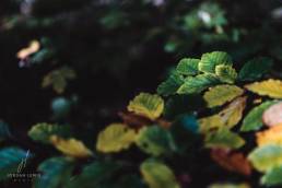 Jordan-Lewis-Media-Floral-Photographer-Autumn-Leaves