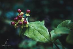 Jordan-Lewis-Media-Floral-Photographer-Berries