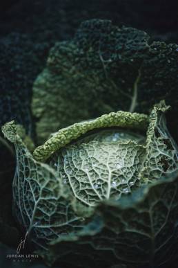 Jordan-Lewis-Media-Floral-Photographer-Cabbage