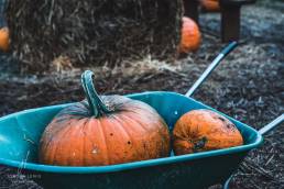 Jordan-Lewis-Media-Floral-Photographer-Choice-Pumpkins
