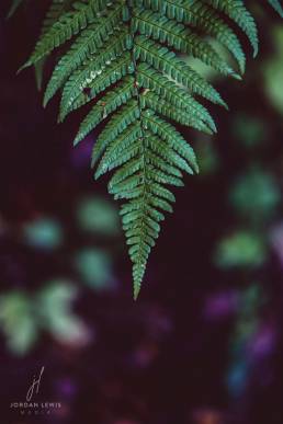 Jordan-Lewis-Media-Floral-Photographer-Fern-Leaf
