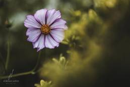 Jordan-Lewis-Media-Floral-Photographer-Flower-In-Green