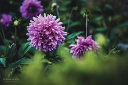 Jordan-Lewis-Media-Floral-Photographer-Flowers-Wildflowers