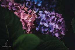 Jordan-Lewis-Media-Floral-Photographer-Large-Flowers