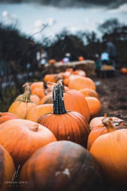 Jordan-Lewis-Media-Floral-Photographer-Large-Stork-Pumpkin