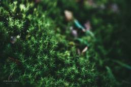 Jordan-Lewis-Media-Floral-Photographer-Mini-Forest