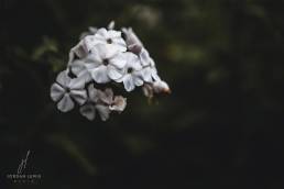 Jordan-Lewis-Media-Floral-Photographer-White-Flowers
