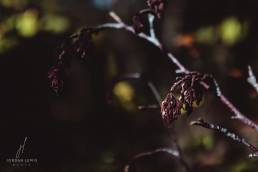 Jordan-Lewis-Media-Floral-Photographer-Withered-Leaves