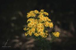 Jordan-Lewis-Media-Floral-Photographer