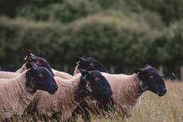 Jordan-Lewis-Media-Pembrokeshire-Photographer-Commercial-Lamb-2