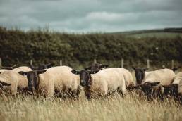 Jordan-Lewis-Media-Pembrokeshire-Photographer-Commercial-Lamb-3