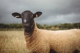 Jordan-Lewis-Media-Pembrokeshire-Photographer-Commercial-Lamb-5