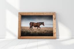 Jordan-Lewis-Media-Photography-Print-Horse-Print-2