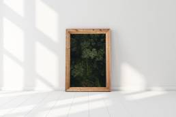 Jordan-Lewis-Media-Photography-Print-Trees-1